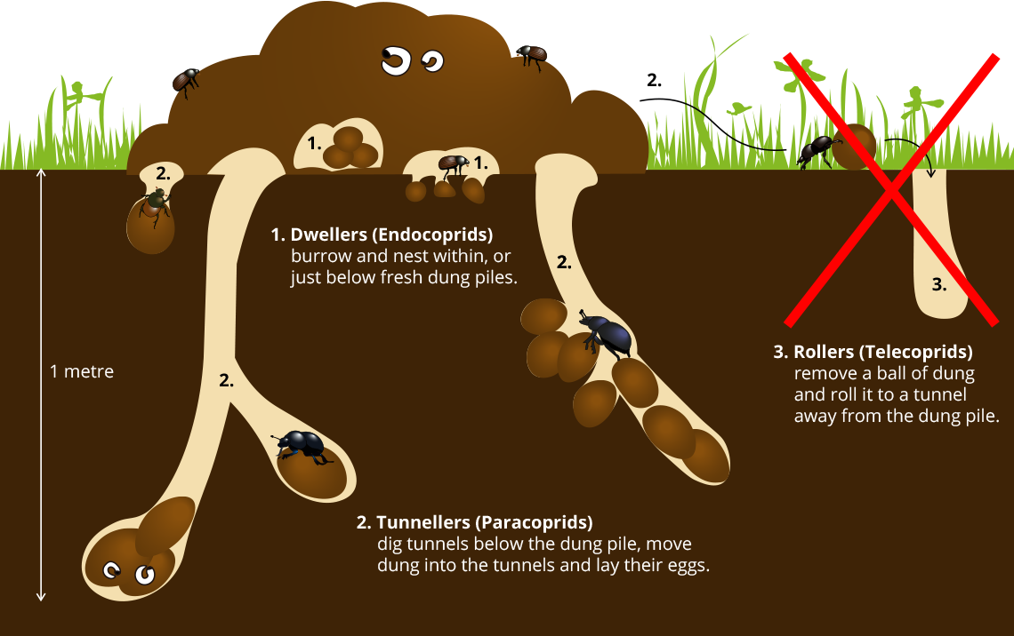 Dung Beetle lifecycle