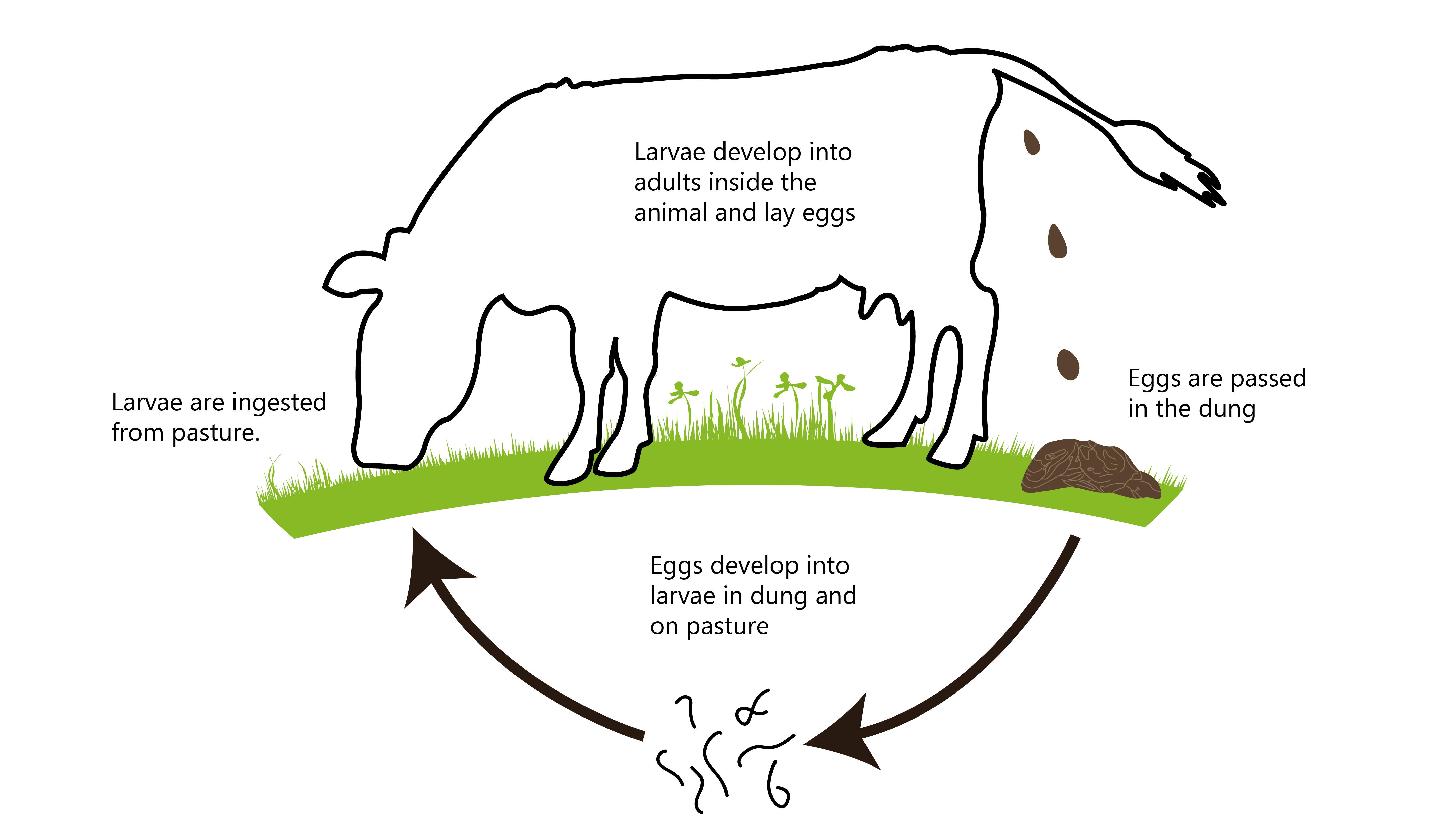 Gutworm lifecycle