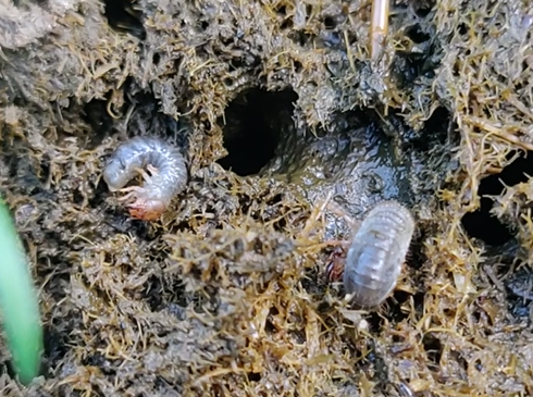 Dung beetle larvae