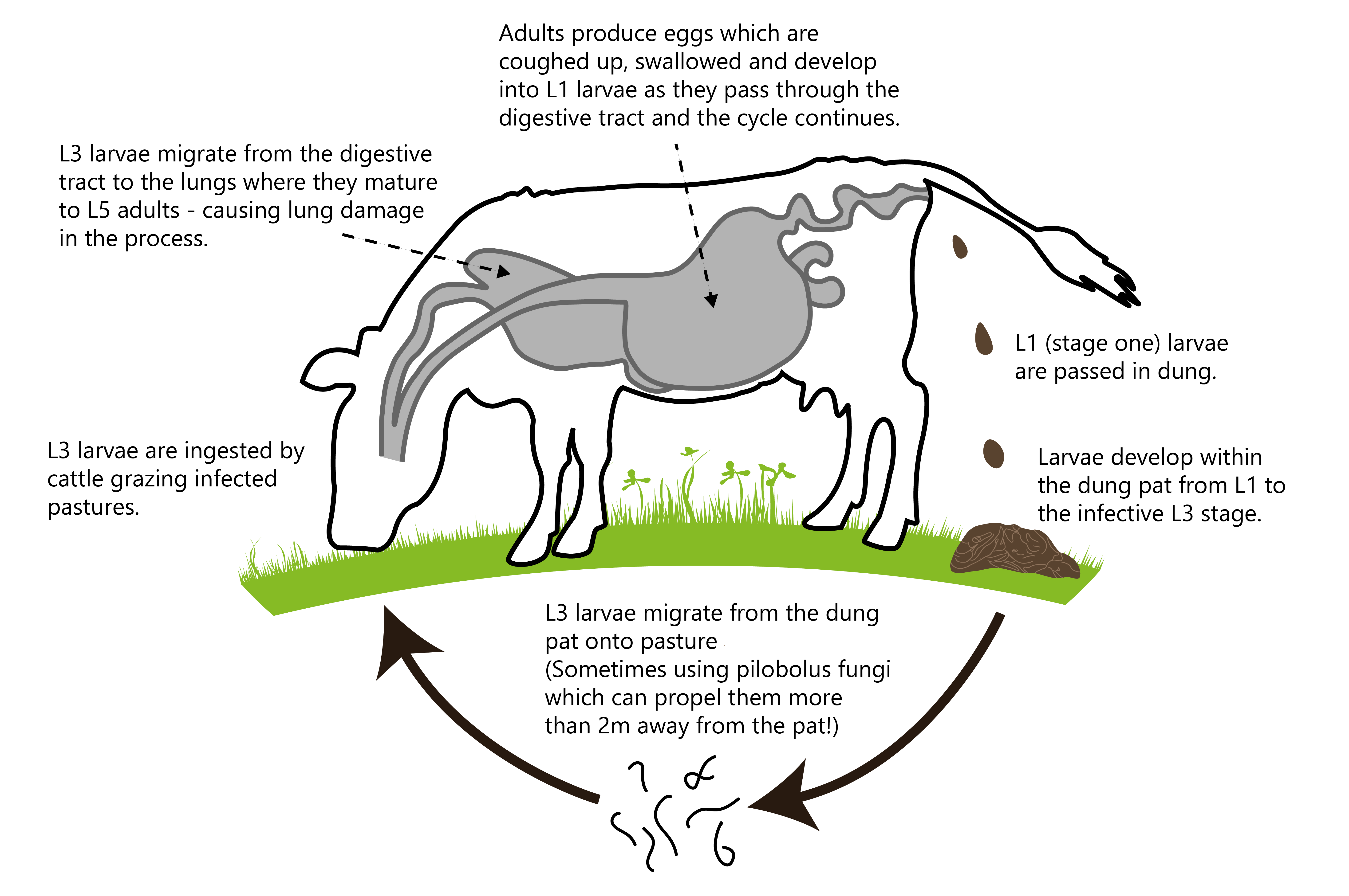 Lungworm lifecycle