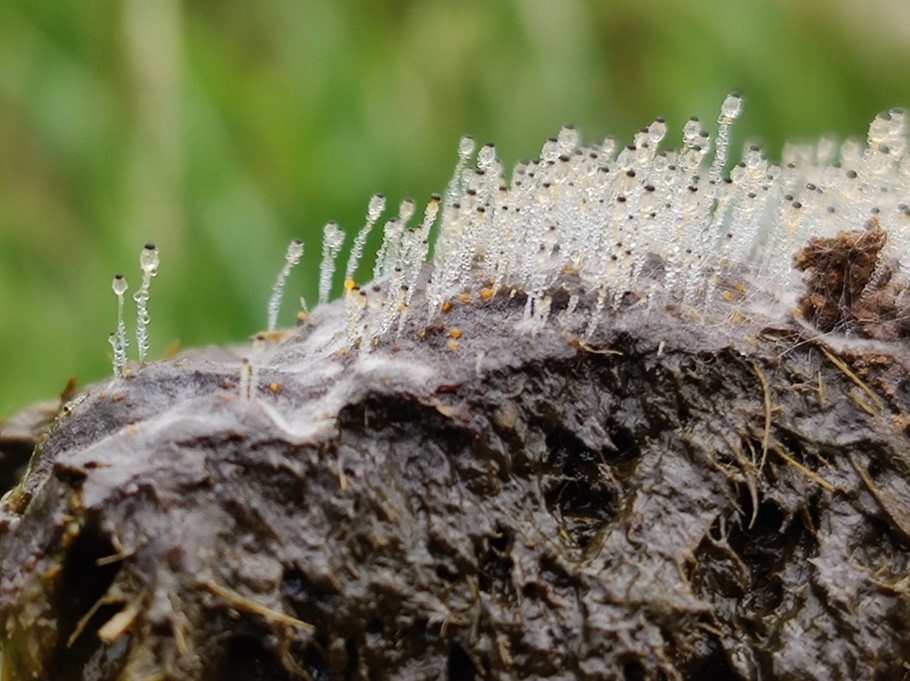 Pilobolus fungus