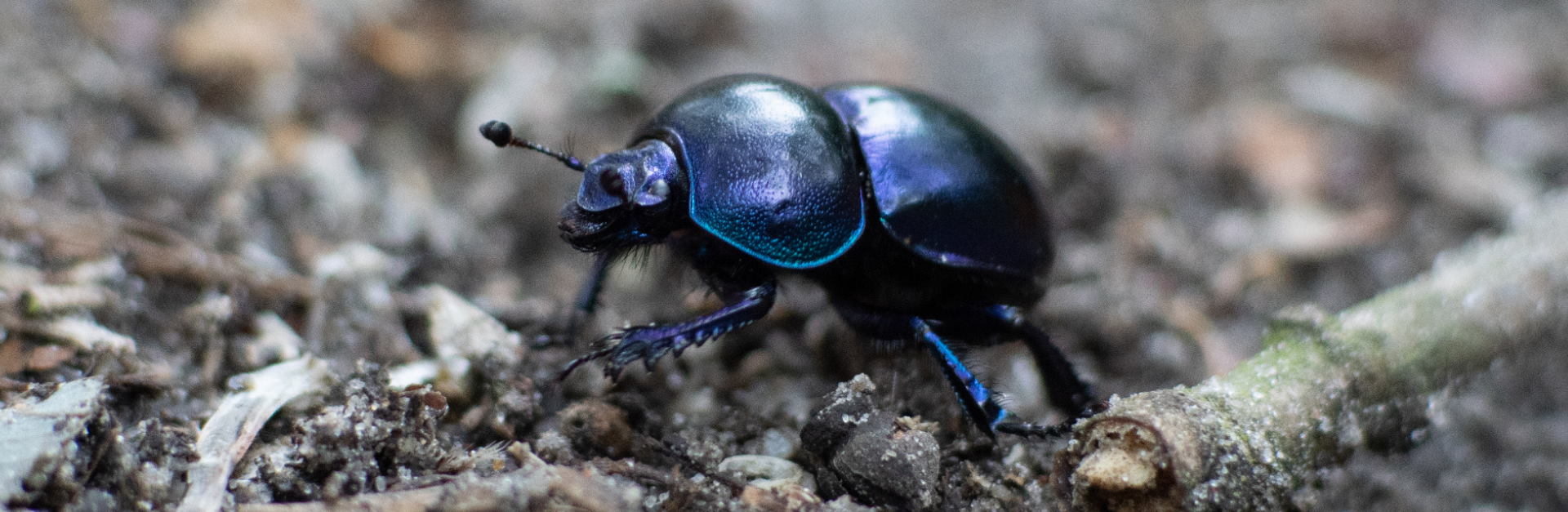 Dung Beetles header